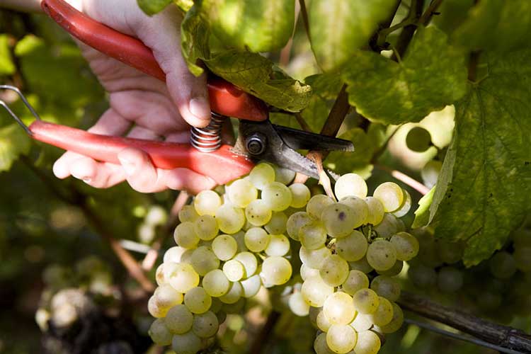Les Vendanges